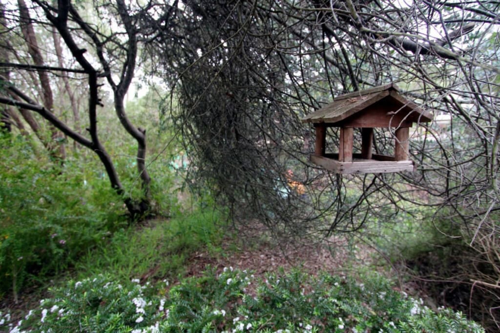 Bird Feeding and Garden