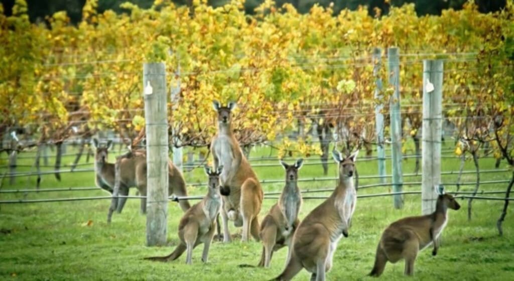 Abundant wildlife in vineyard setting