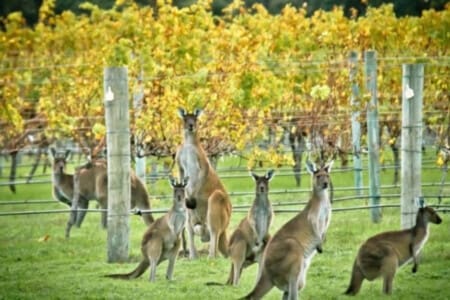 Abundant wildlife in vineyard setting