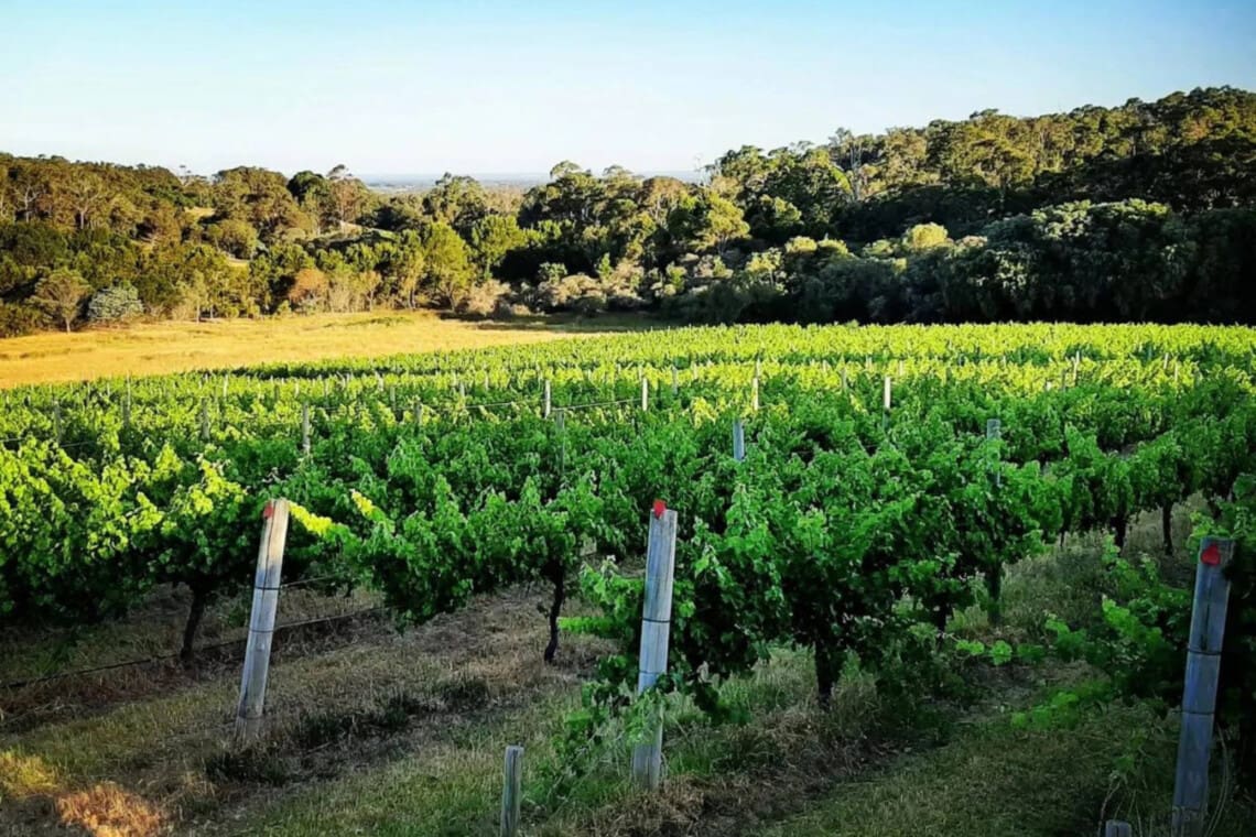 Vineyards