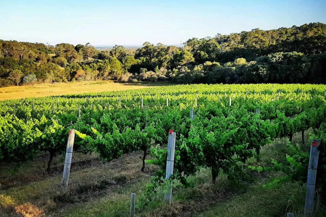 Vineyards
