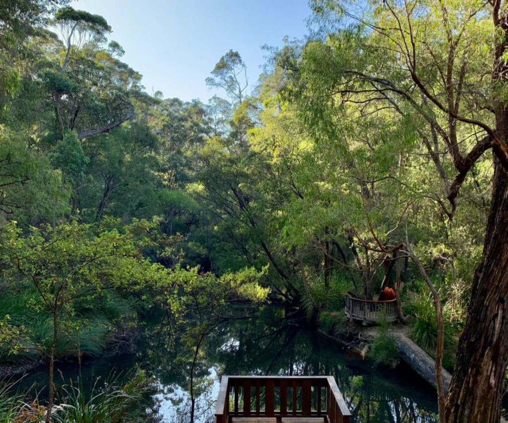 Bramley Forest Lookout