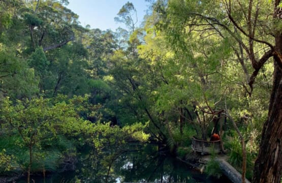 Bramley Forest Lookout